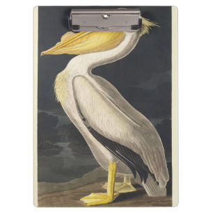 Vintage Audubon American White Pelican Bird Art Clipboard