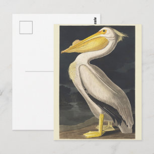 Vintage Audubon American White Pelican Bird Art Postcard