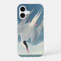 Vintage Audubon Arctic Tern Coastal Bird Art