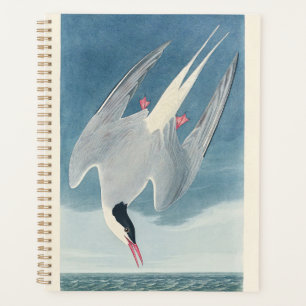 Vintage Audubon Arctic Tern Coastal Bird Art Planner