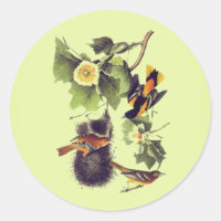 Vintage Audubon Birds Troupial Orioles