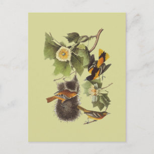 Vintage Audubon Birds Troupial Orioles Postcard