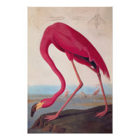 Vintage Audubon Bookplate American Flamingo