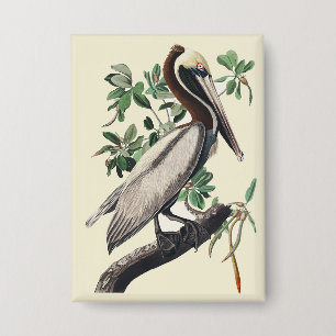 Vintage Audubon Brown Pelican Coastal Bird Art