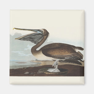 Vintage Audubon Brown Pelican Coastal Bird Art Magnet