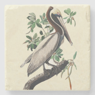 Vintage Audubon Brown Pelican Coastal Bird Art Stone Coaster