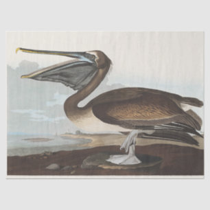 Vintage Audubon Brown Pelican Coastal Bird Art Tissue Paper