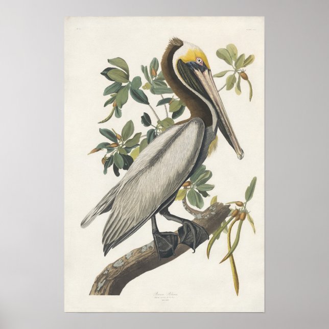Vintage Audubon Brown Pelican Poster Art (Front)