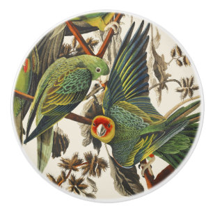 Vintage Audubon Carolina Parakeet Bird Art Ceramic Knob