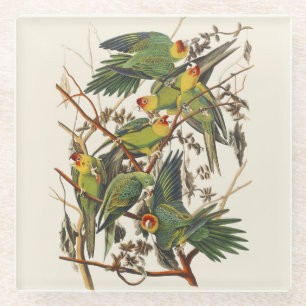 Vintage Audubon Carolina Parakeet Bird Art Glass Coaster