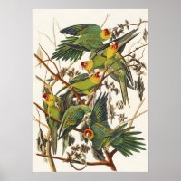 Vintage Audubon Carolina Parakeet Bird Art