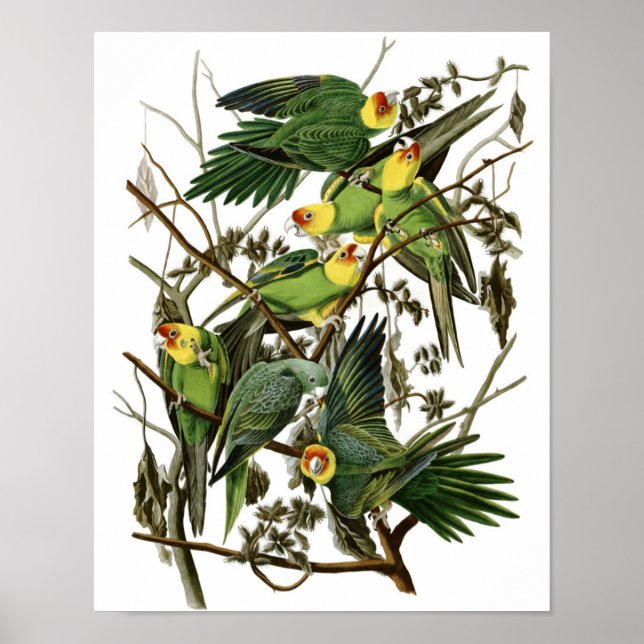Vintage Audubon Carolina Parakeet Poster Print (Front)