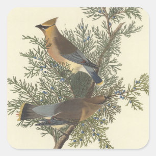 Vintage Audubon Cedar Waxwing Bird Nature Art Square Sticker