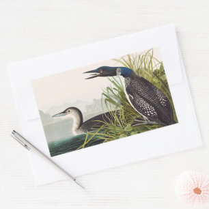 Vintage Audubon Common Loon Bird Nature Art Rectangular Sticker