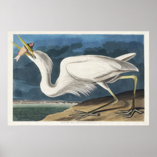 Vintage Audubon Great White Heron Bird Art Poster