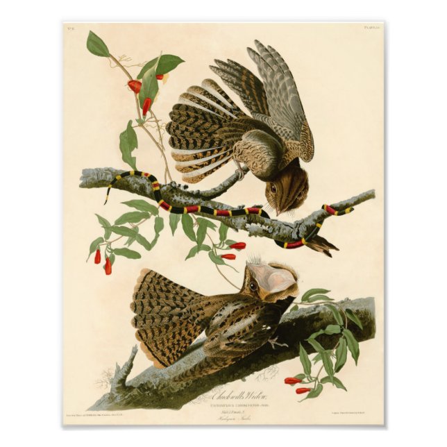 Vintage Audubon Illustration Chuck Wills Widow Photo Print (Front)