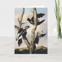 Vintage Audubon Ivory Billed Woodpecker Art