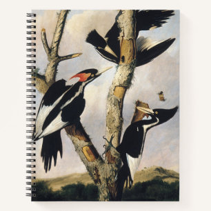 Vintage Audubon Ivory Billed Woodpecker Art Notebook