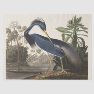 Vintage Audubon Louisiana Heron Bird Art Tissue Paper