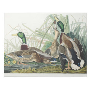 Vintage Audubon Mallard Duck Wildlife Art Notepad