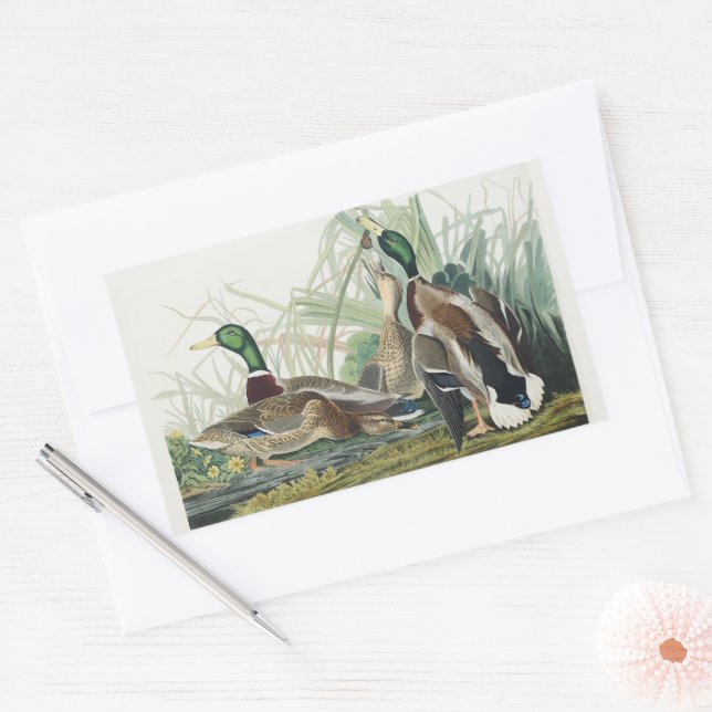 Vintage Audubon Mallard Duck Wildlife Art Rectangular Sticker (Envelope)