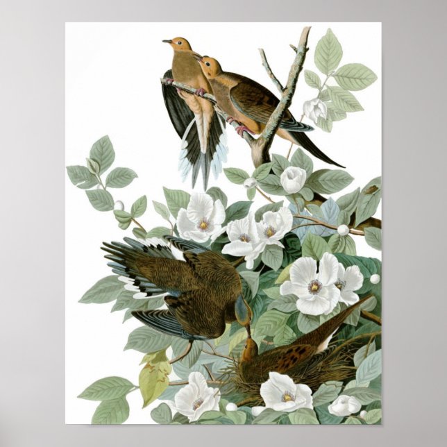 Vintage Audubon Mourning Dove Poster Print (Front)