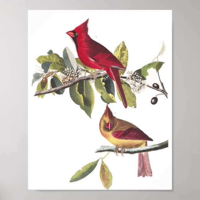Vintage Audubon Northern Cardinal Painting Poster (Front)