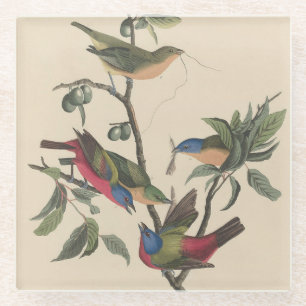 Vintage Audubon Painted Bunting Colourful Bird Art Glass Coaster