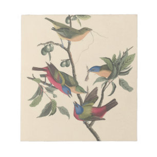 Vintage Audubon Painted Bunting Colourful Bird Art Notepad