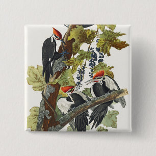 Vintage Audubon Pileated Woodpecker Bird Art 15 Cm Square Badge