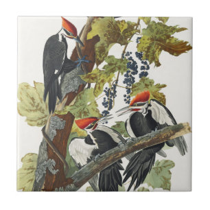 Vintage Audubon Pileated Woodpecker Bird Art Ceramic Tile