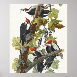 Vintage Audubon Pileated Woodpecker Bird Art Poster