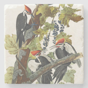 Vintage Audubon Pileated Woodpecker Bird Art Stone Coaster