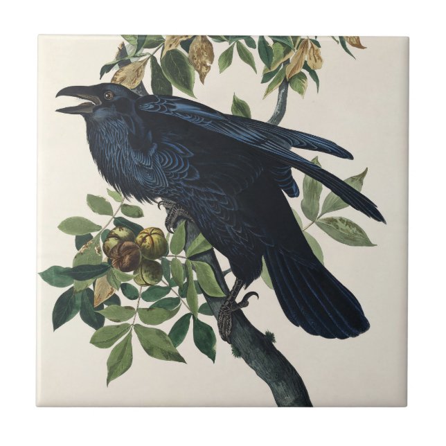 Vintage Audubon Raven Bird Nature Art Ceramic Tile (Front)
