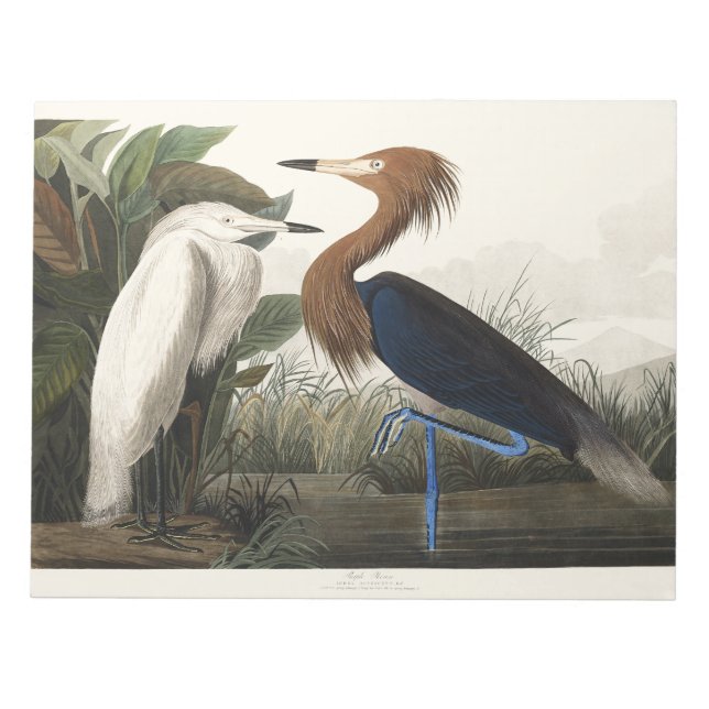 Vintage Audubon Reddish Egret Bird Art Notepad (Front)