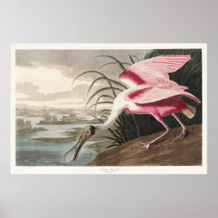 Vintage Audubon Roseate Spoonbill Bird Art Poster