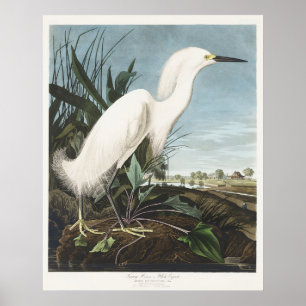 Vintage Audubon Snowy Heron White Egret Bird Art Poster