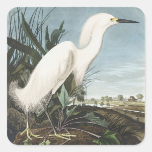 Vintage Audubon Snowy Heron White Egret Bird Art Square Sticker