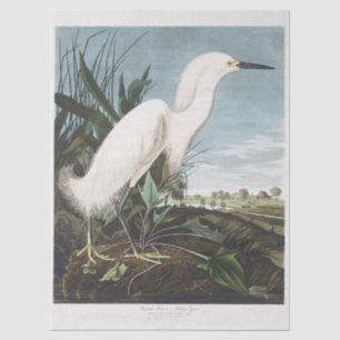 Vintage Audubon Snowy Heron White Egret Bird Art Tissue Paper