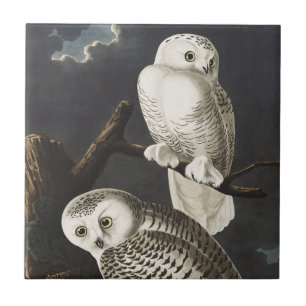 Vintage Audubon Snowy Owl Night Bird Art Ceramic Tile