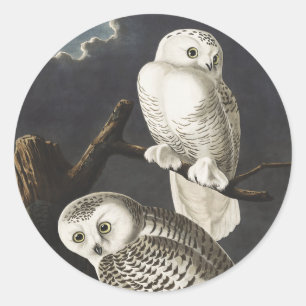 Vintage Audubon Snowy Owl Night Bird Art Classic Round Sticker