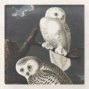 Vintage Audubon Snowy Owl Night Bird Art Glass Coaster