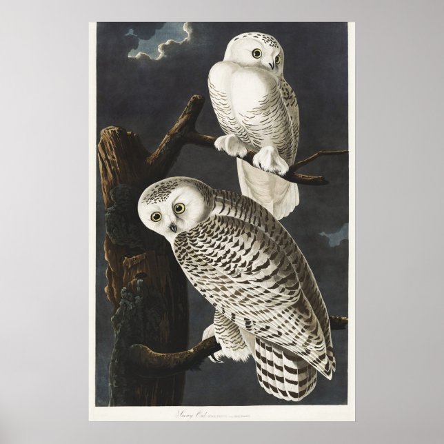 Vintage Audubon Snowy Owl Night Bird Art Poster (Front)