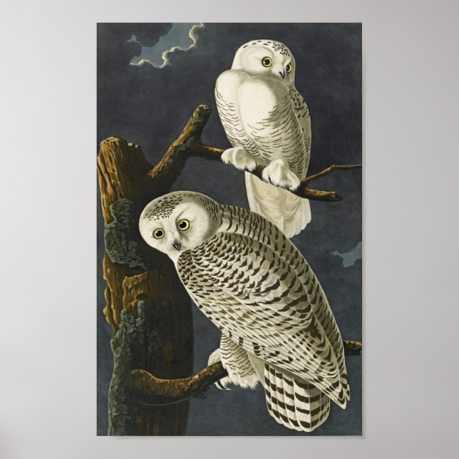 Vintage Audubon Snowy Owl Poster Print (Front)