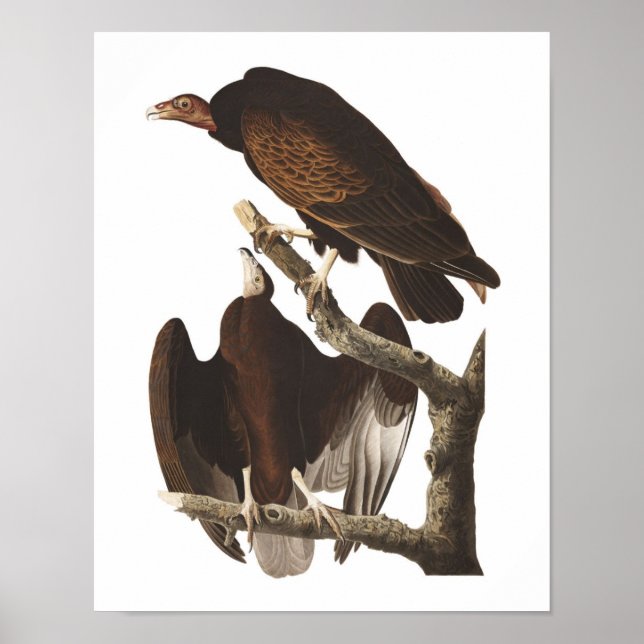 Vintage Audubon Turkey Vulture Poster Print (Front)