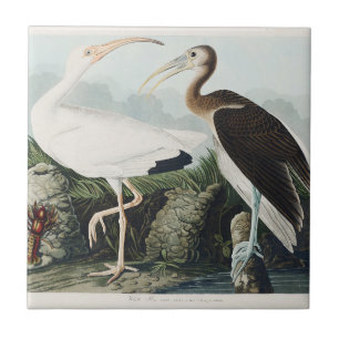 Vintage Audubon White Ibis Bird Nature Art Ceramic Tile