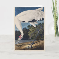Vintage Audubon Whooping Crane Bird Nature Art