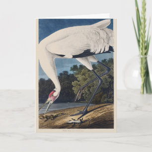 Vintage Audubon Whooping Crane Bird Nature Art Holiday Card