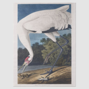 Vintage Audubon Whooping Crane Bird Nature Art Tissue Paper