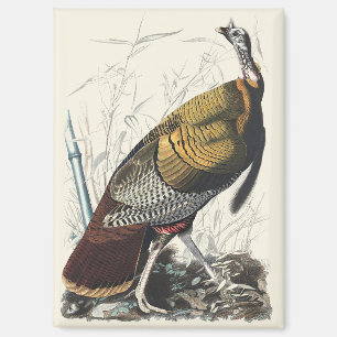 Vintage Audubon Wild Turkey Thanksgiving Decor Art Magnet